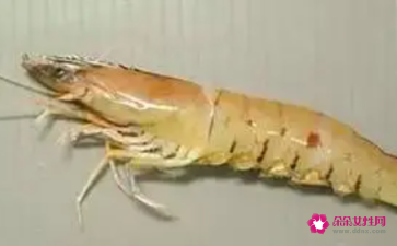 虾的名字大全