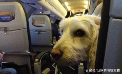 泰迪狗可以带上飞机吗,带狗坐飞机的过程