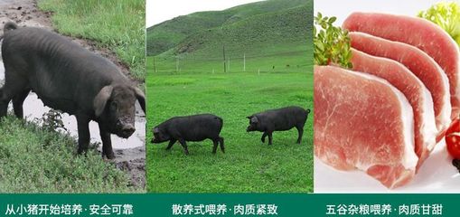 黑猪肉营养价值及功效
