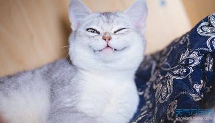 猫咪吉利又好听的名字