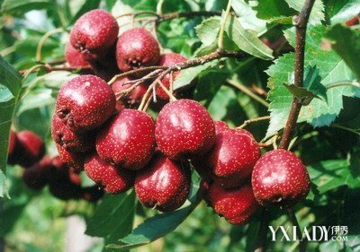 山楂类食品制作方法