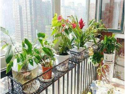 阳台适合种什么植物