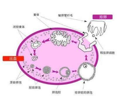 排卵期出血是怎么样的