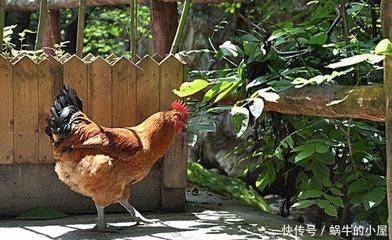 鸡前面是什么生肖