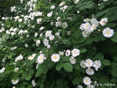 蔷薇花的寓意是什么