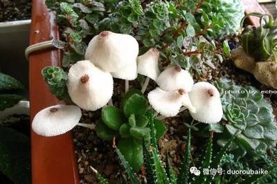 蘑菇寓意