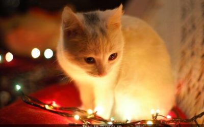 孕妇梦见好多猫