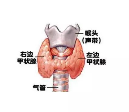 甲状腺能怀孕吗
