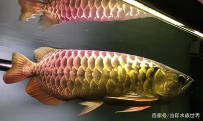 印尼紅龍魚怎么養(yǎng)的視頻講解（印尼紅龍魚怎么養(yǎng)的視頻講解圖片）