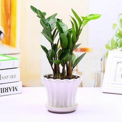 办公桌风水植物