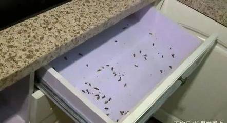 怎么防止家里有蟑螂