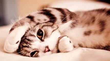 猫进家里是什么预兆