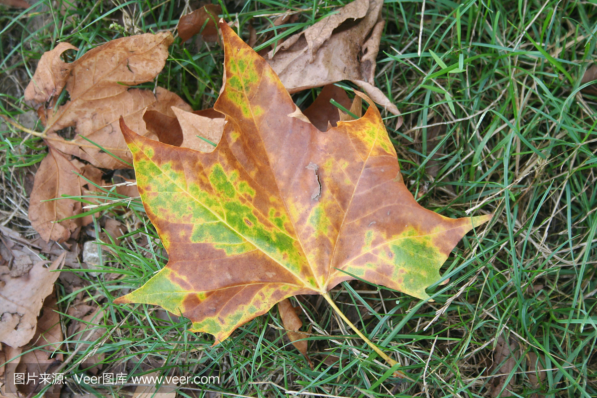 黄色,棕色和绿色梧桐树的叶子在绿色的草地上.法国梧桐occidentalis