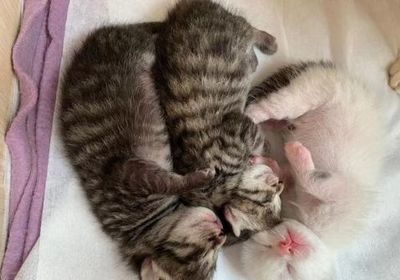 怎么给小猫喂奶粉