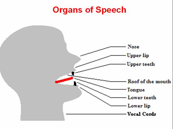 nose英语音标