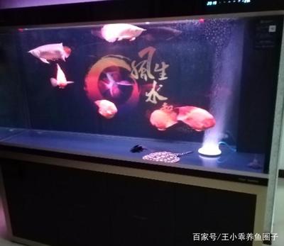 荊州魚缸定制電話號碼多少號（荊州哪里有賣魚缸）