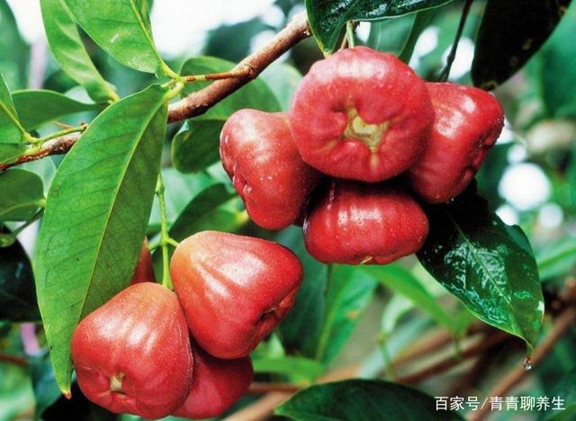 宝宝可以吃莲雾吗