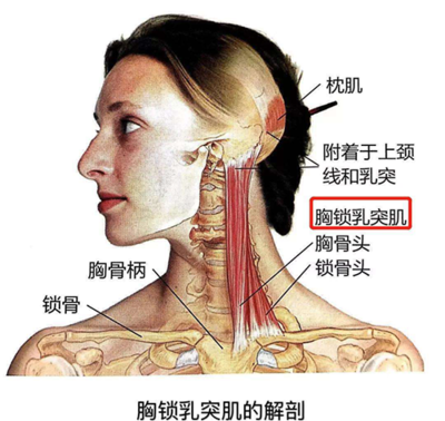 锁骨部位疼是怎么回事