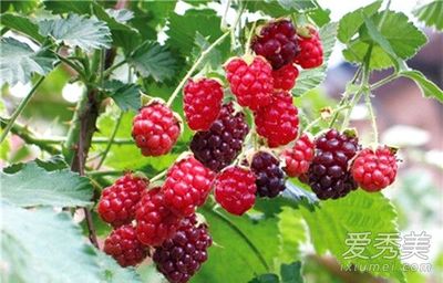 孕妇能吃树莓吗