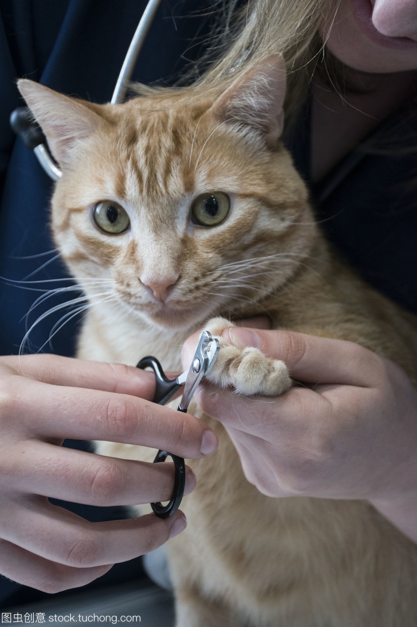 猫可以剪几个月的指甲我家小猫2个月可以剪指甲吗?
