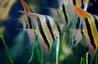 The Majestic <strong><mark>arowana</mark></strong> in Seocheon County: A Guide to Discovering the Exotic Fish in South Korea