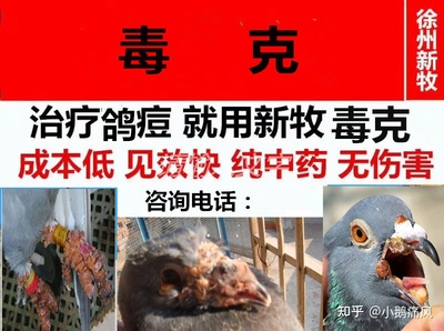 鸽子长痘怎么治疗