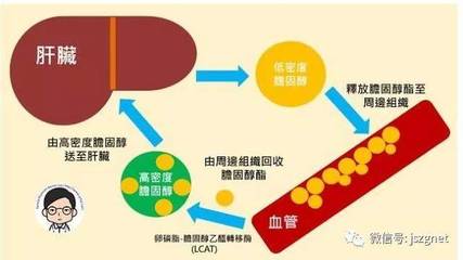 胆固醇高是怎么回事