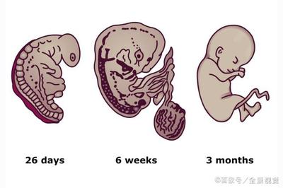 怀孕多少周开始测胎动