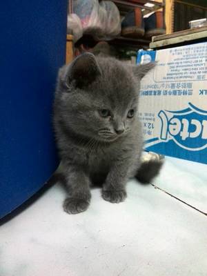 蓝猫起名字