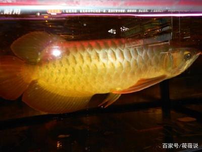 野生地圖魚《觀賞魚藍(lán)鯊能和什么在一起養(yǎng)》