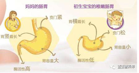 新生儿胃图片
