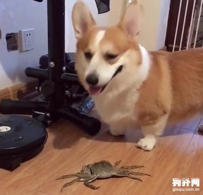 狗能吃螃蟹吗?狗能吃煮熟的螃蟹吗?