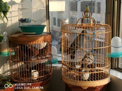阳台养鸟设计