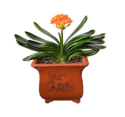 松是什么生肖