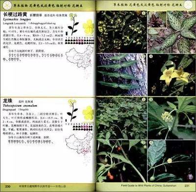 关于发现植物的日记怎么写