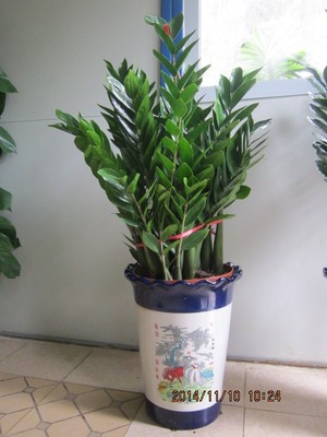 最好养的室内植物