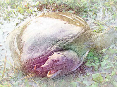 孕妇梦见吃甲鱼