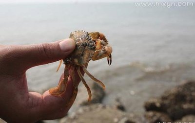 做梦螃蟹