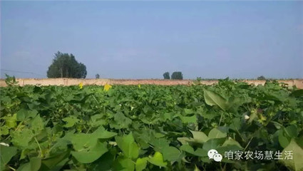 家庭农场起名