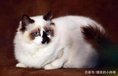母猫怀孕可以洗澡吗