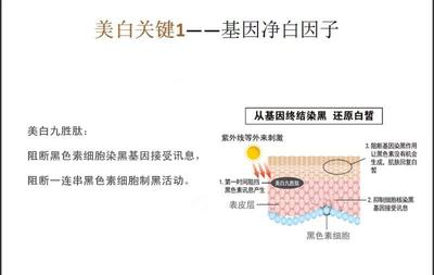 皮肤美白的原理