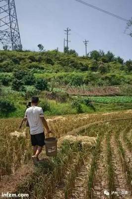 农民网名