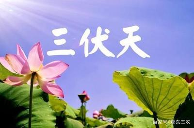 今年什么时候开始数伏