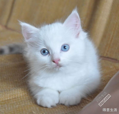好听的布丁名字大全