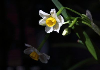 水仙花是怎么睡觉的