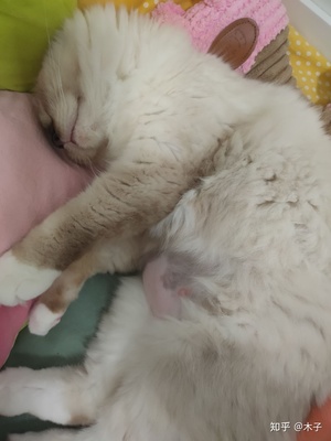 猫咪怀孕一个月