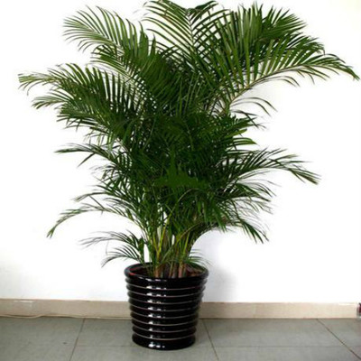 室内养什么植物风水好
