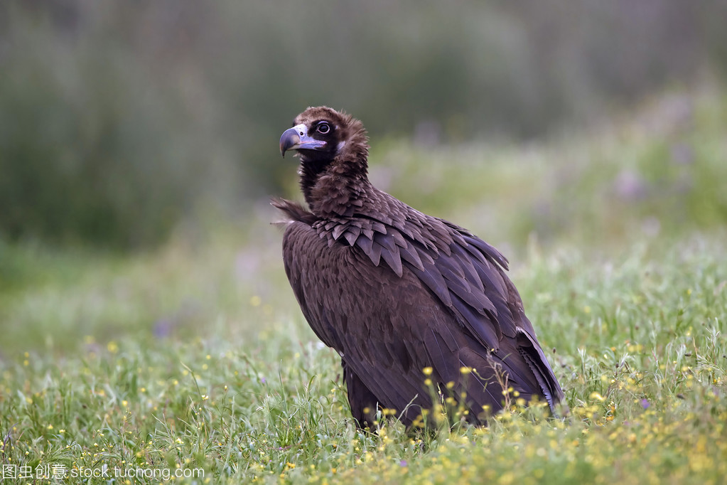 bearded vulture