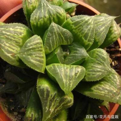 五行属土的植物