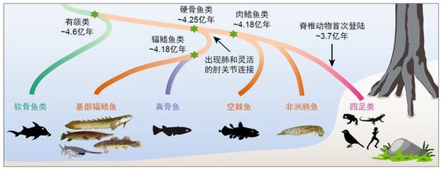 惠州市仲恺高新区观奇水族馆，惠州市仲恺高新区观奇水族馆是一个集观赏、娱乐和教育于一体的综合性水族馆